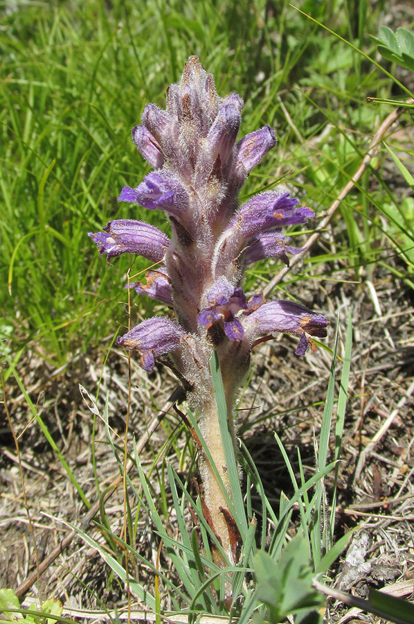 Image of Phelipanche caesia specimen.