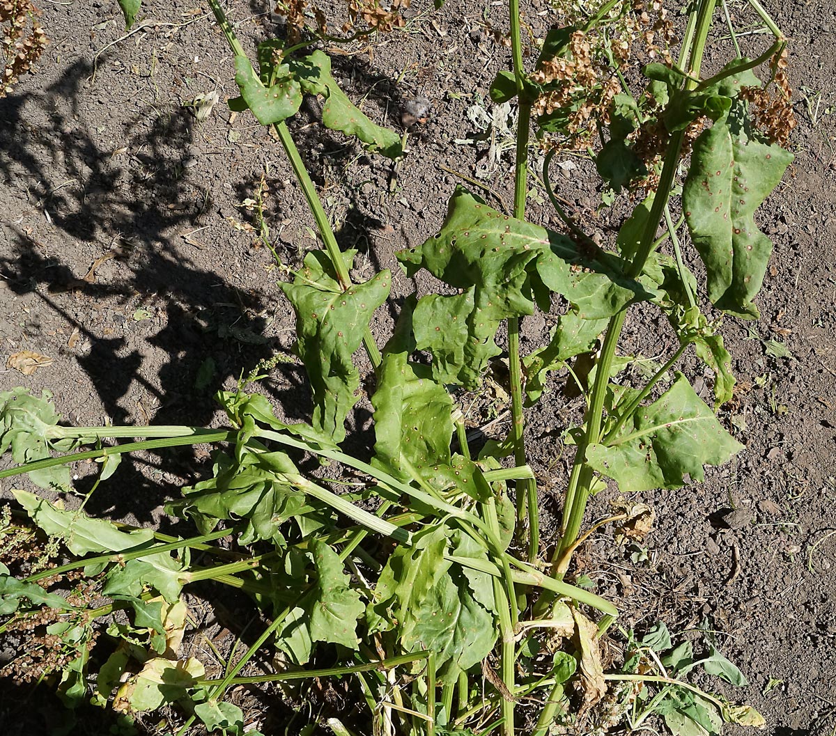 Изображение особи Rumex acetosa.
