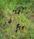 Juncus articulatus