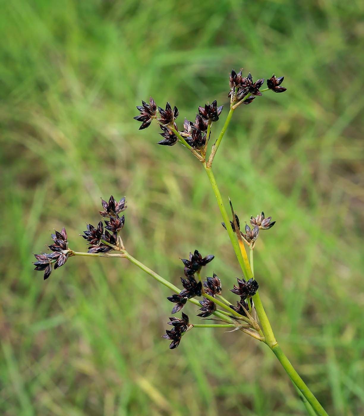 Изображение особи Juncus articulatus.