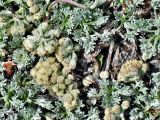 Artemisia glomerata. Верхушка растения с соцветиями. Камчатский край, Елизовский район, природный парк \"Вулканы Камчатки\", кордон Авачинский, 945 м н.у.м., горная тундра, каменистый склон. 07.07.2010.