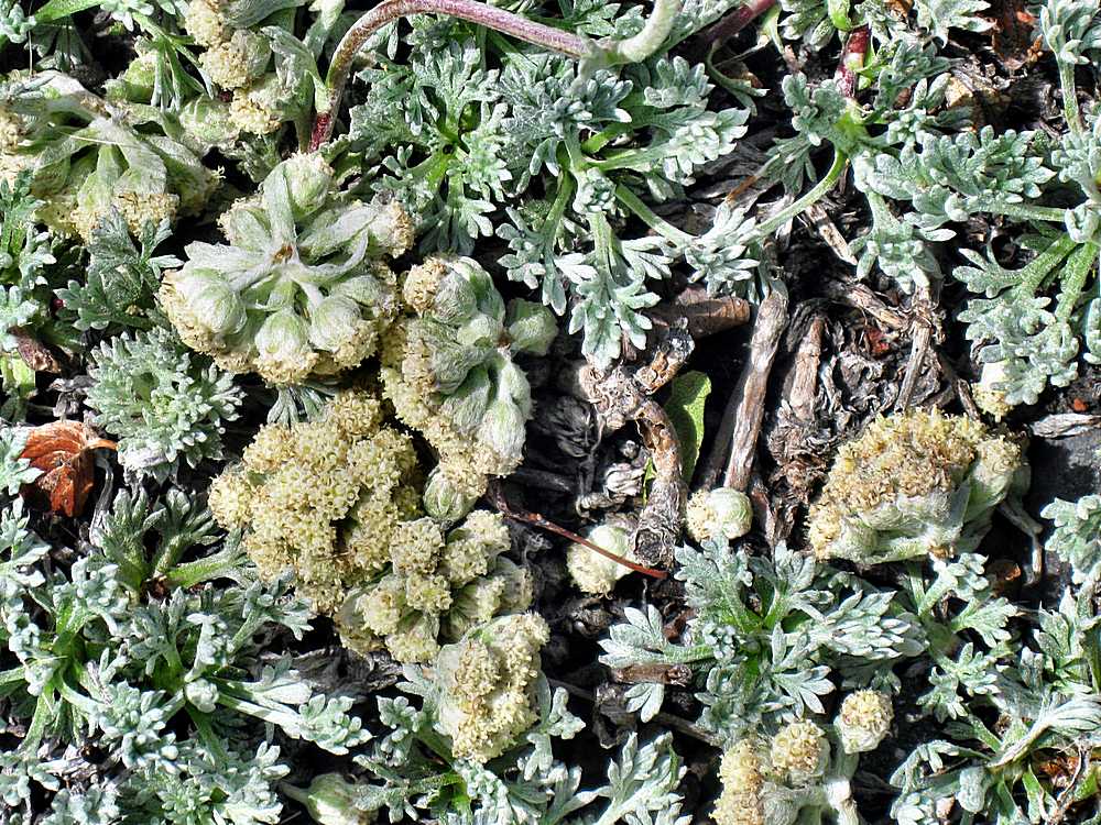 Image of Artemisia glomerata specimen.