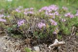 Thymus helendzhicus. Веточки с цветками. Краснодарский край, м/о город-курорт Геленджик, окр. пос. Светлый, щель Церковная, луговой склон. 21.08.2019.