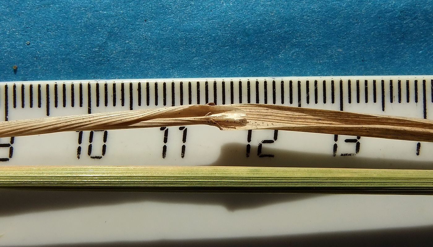 Image of Calamagrostis glomerata specimen.