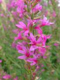 Lythrum virgatum