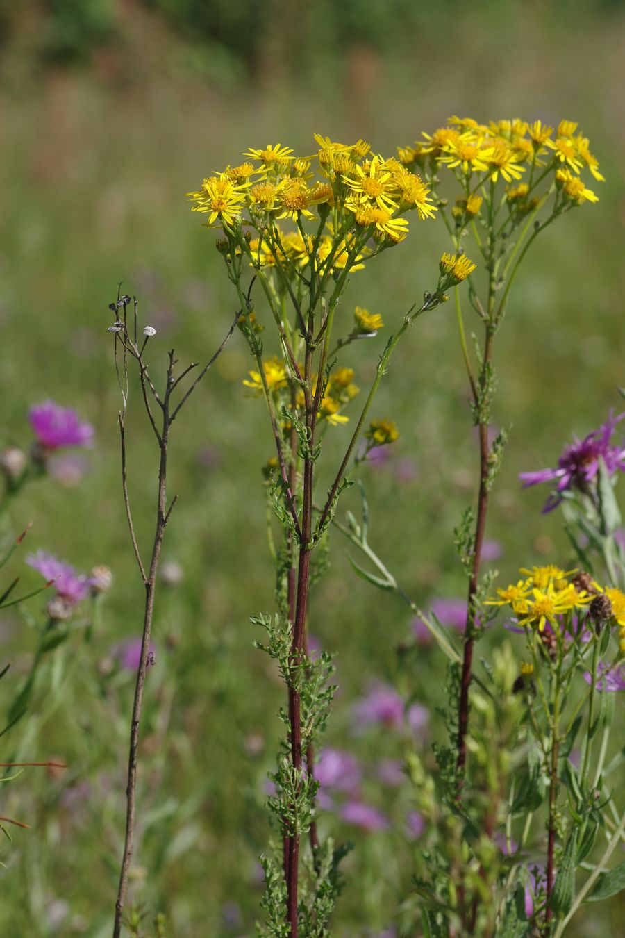 Изображение особи Senecio jacobaea.