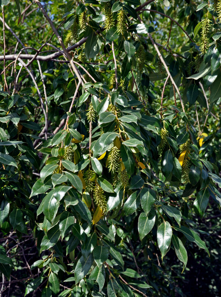 Изображение особи Salix pentandra.