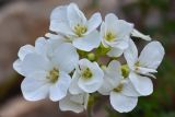 Cardamine bipinnata. Цветки. Республика Адыгея, Майкопский р-н, окр. с. Новопрохладное (Сахрай), вост. склон горы Большой Тхач, 2090 м н.у.м., осыпь. 24.05.2019.