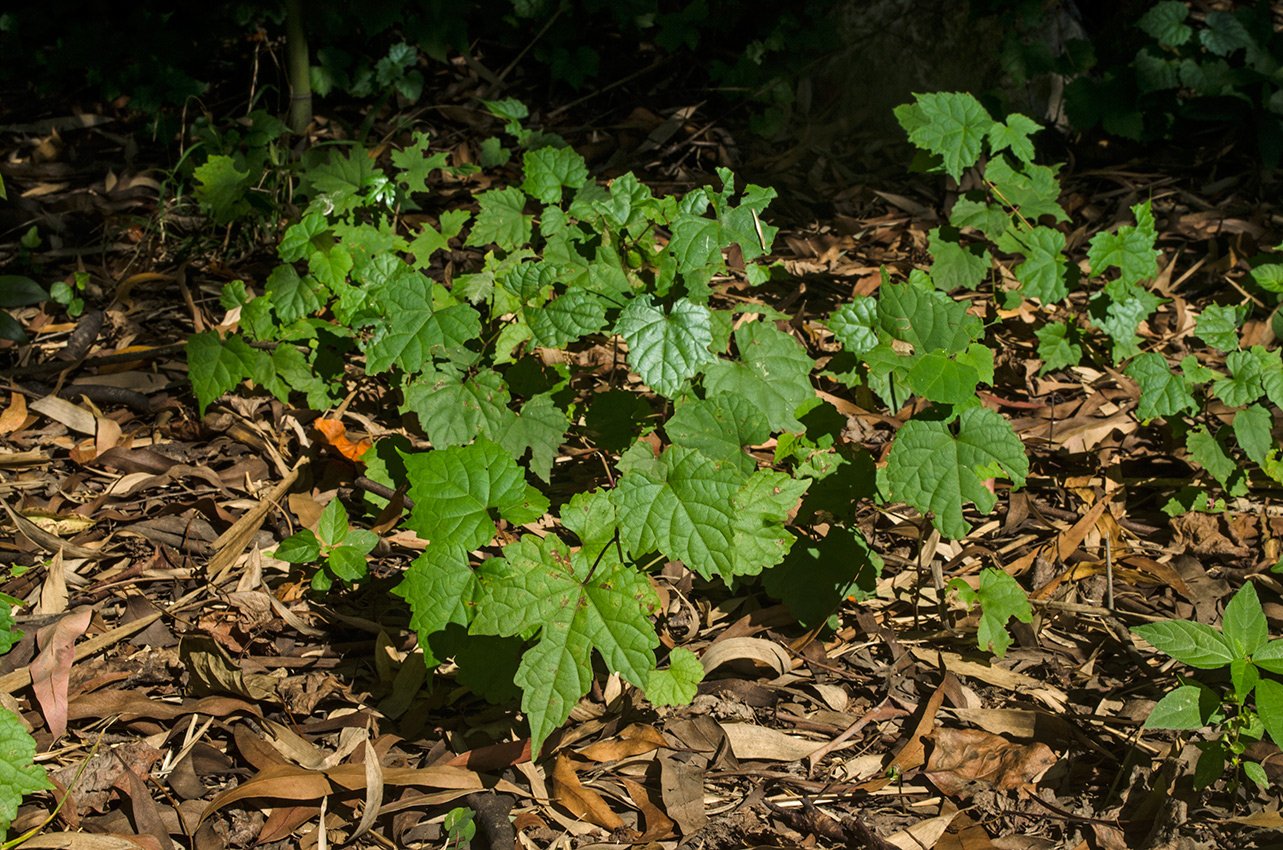 Изображение особи семейство Vitaceae.