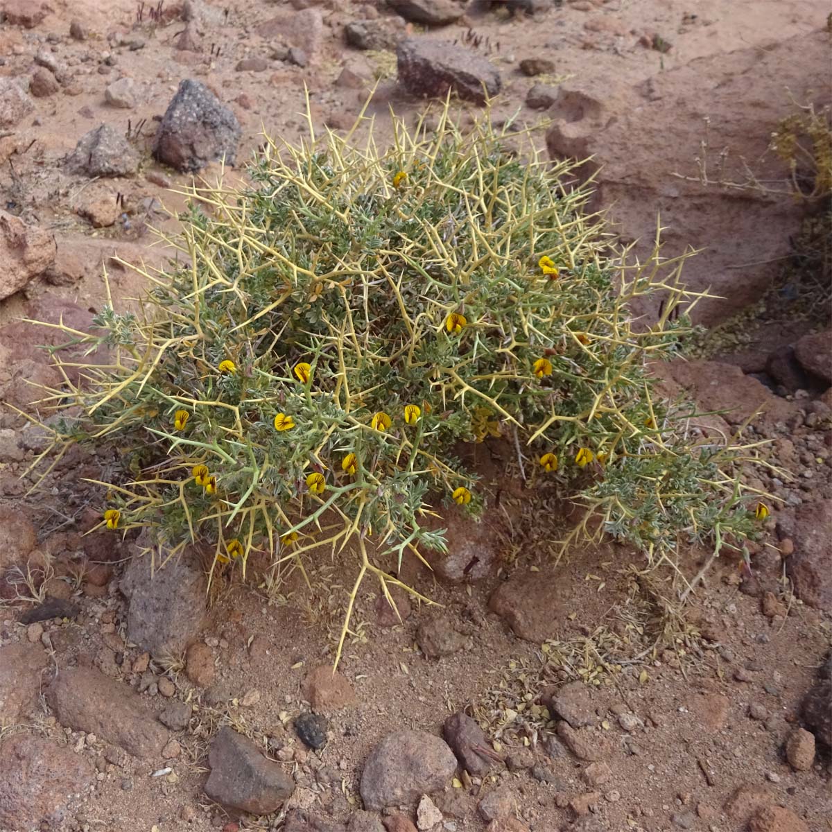 Image of Adesmia echinus specimen.