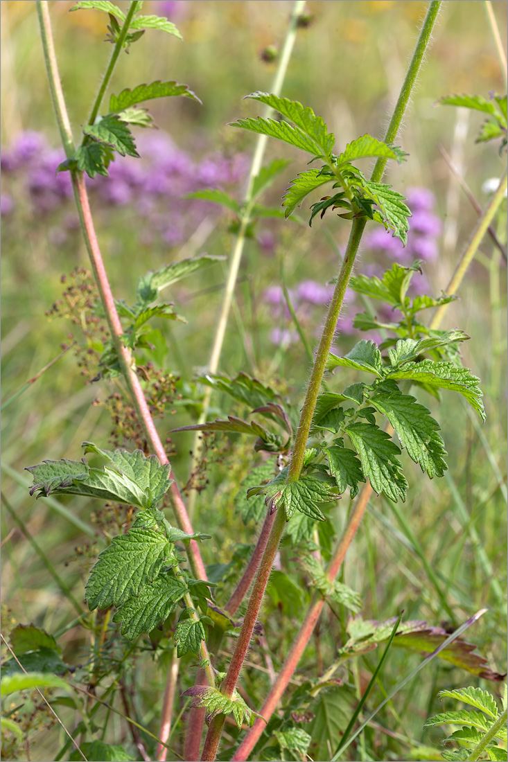 Image of Agrimonia pilosa specimen.