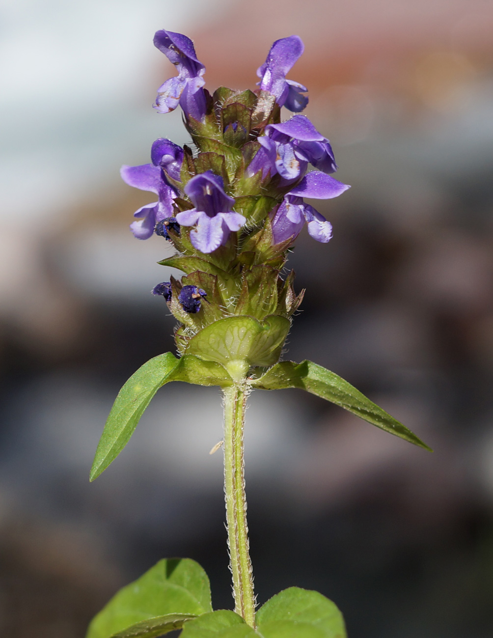 Изображение особи Prunella vulgaris.