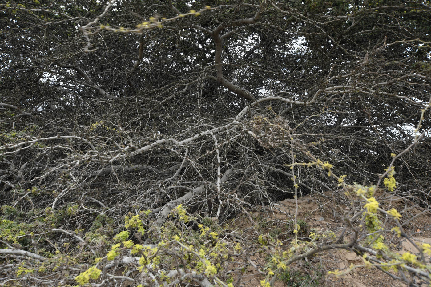 Изображение особи Prosopis pallida.