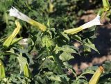 Datura stramonium