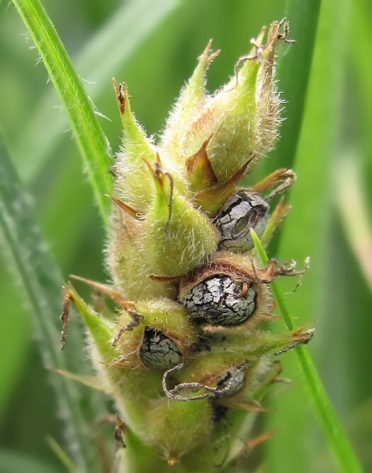 Изображение особи Carex hirta.