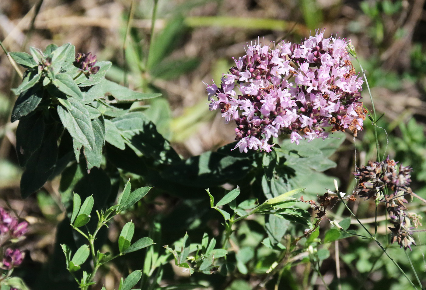 Изображение особи Origanum vulgare.