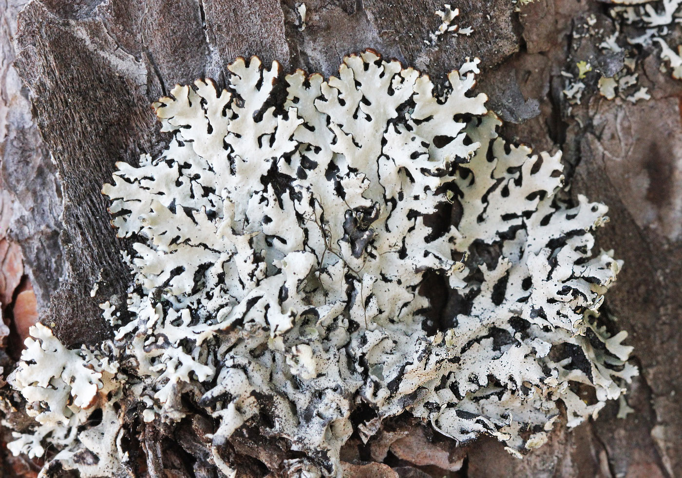 Изображение особи Hypogymnia physodes.