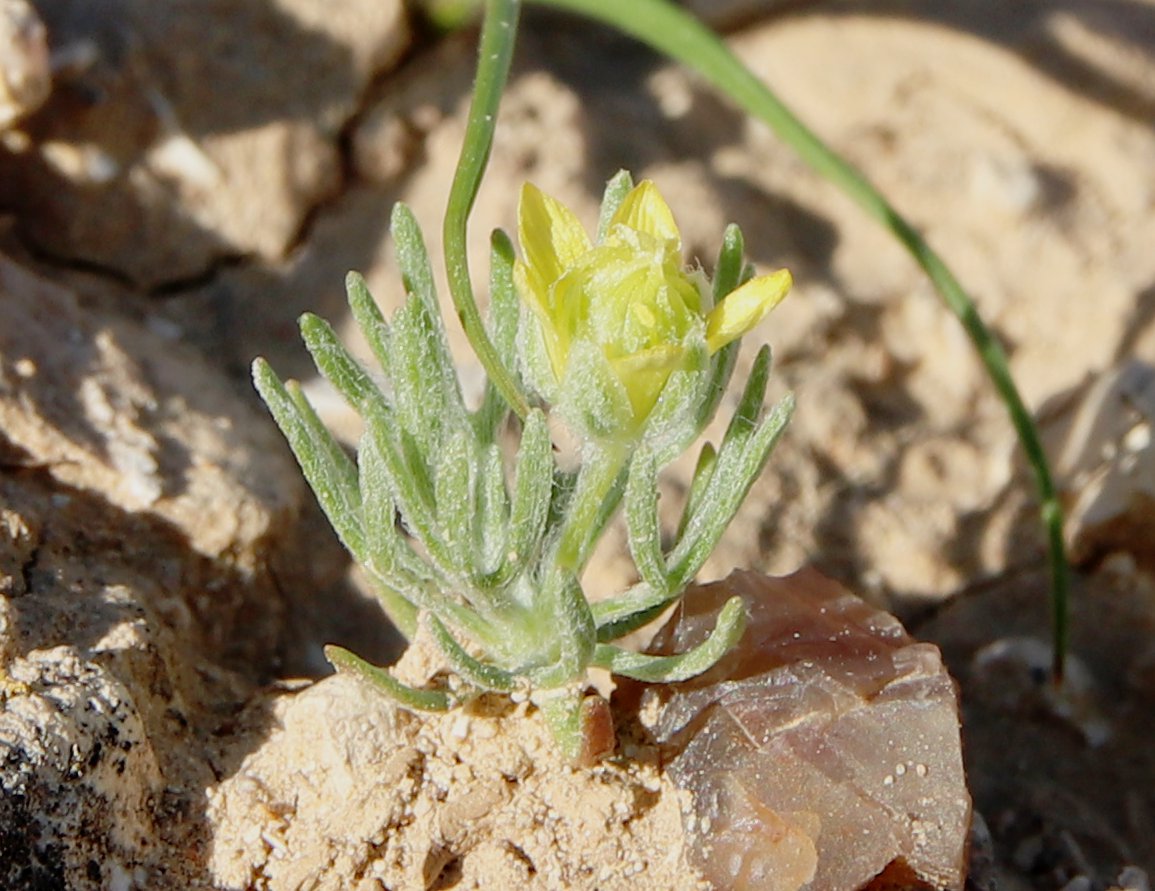 Изображение особи Ceratocephala falcata.