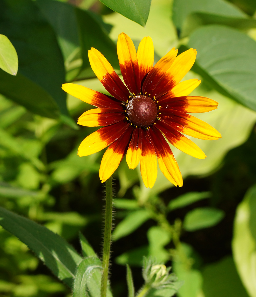 Image of Rudbeckia hirta specimen.