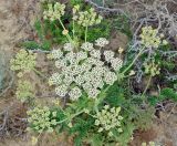 Zosima absinthifolia