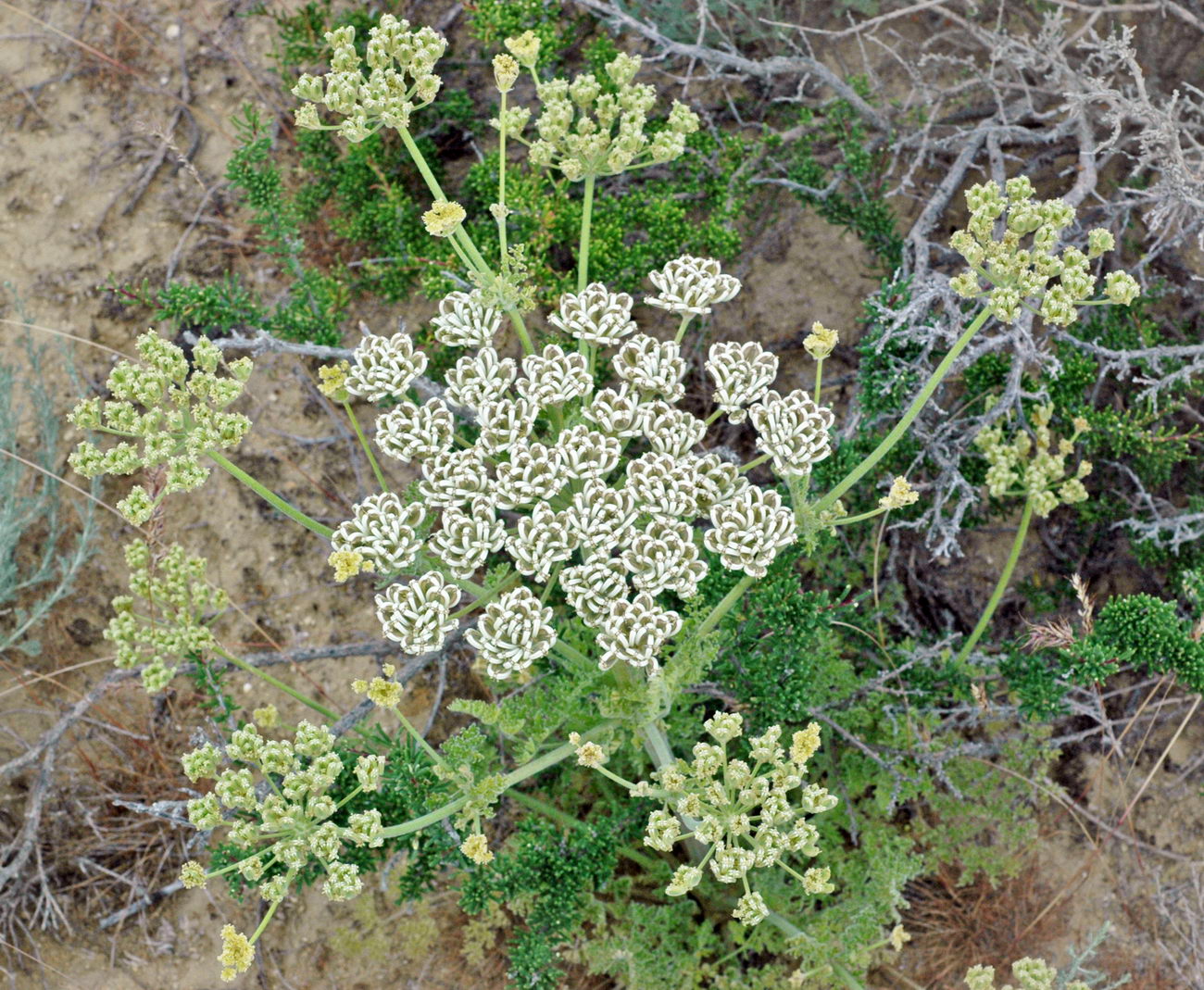 Image of Zosima absinthifolia specimen.