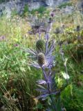 Eryngium alpinum