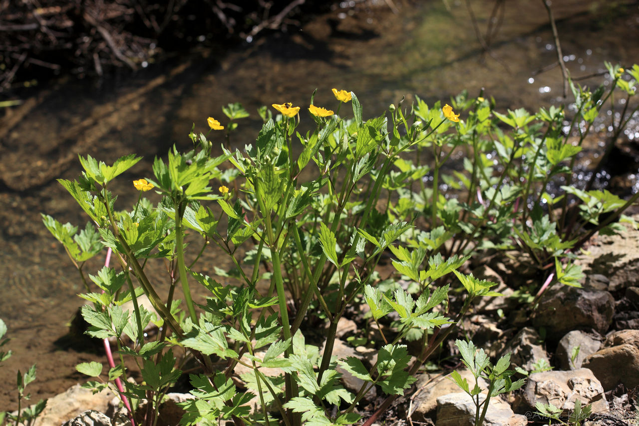 Image of Ranunculus repens specimen.