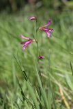 Gladiolus italicus. Соцветие. Крым, Севастополь, Сапун-Гора, в посадках. 05.06.2020.