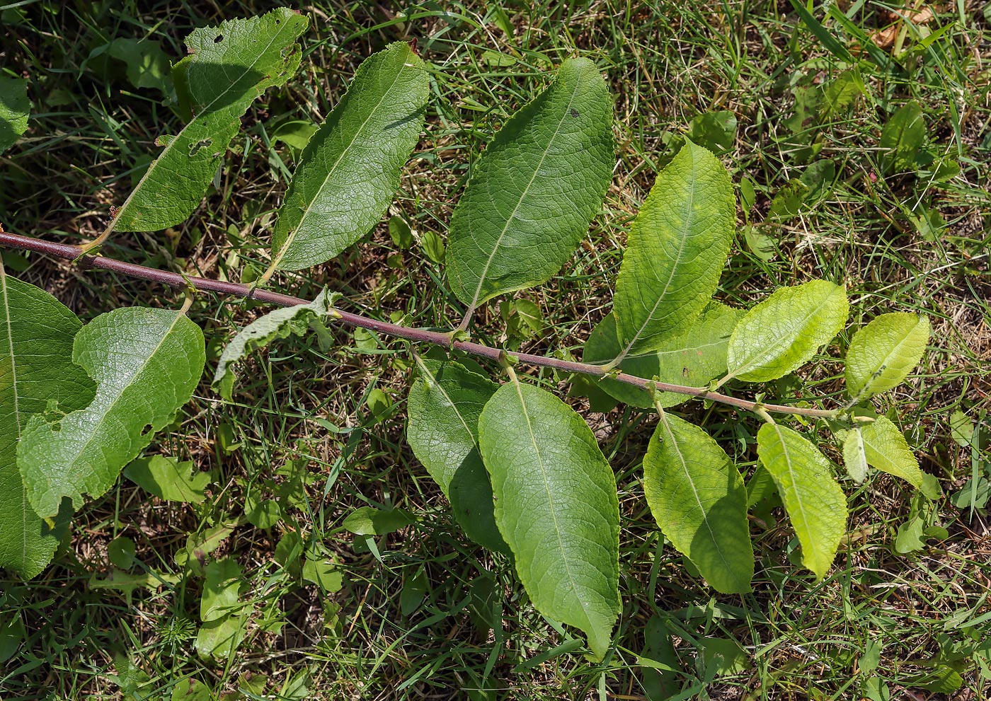 Бредина. Ива Козья (бредина) – Salix caprea. Ива бредина (Salix caprea). Ива Козья бредина лист. Salix caprea листья.