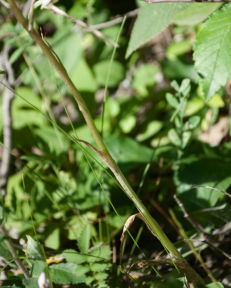 Image of Himantoglossum caprinum specimen.