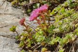 Sedum spurium