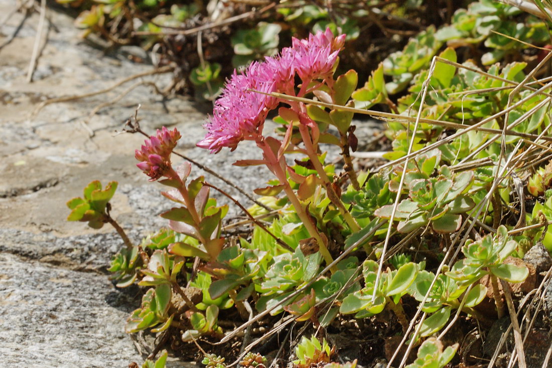 Изображение особи Sedum spurium.