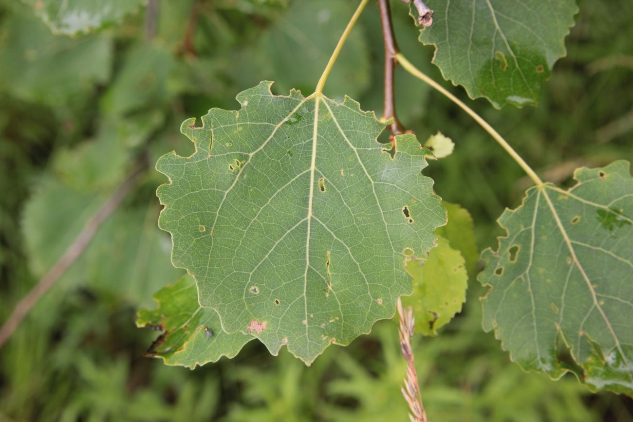 Image of Populus tremula specimen.