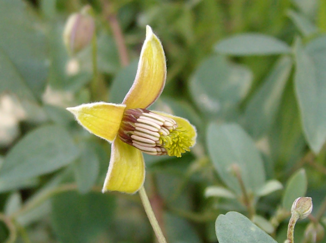 Изображение особи Clematis glauca.