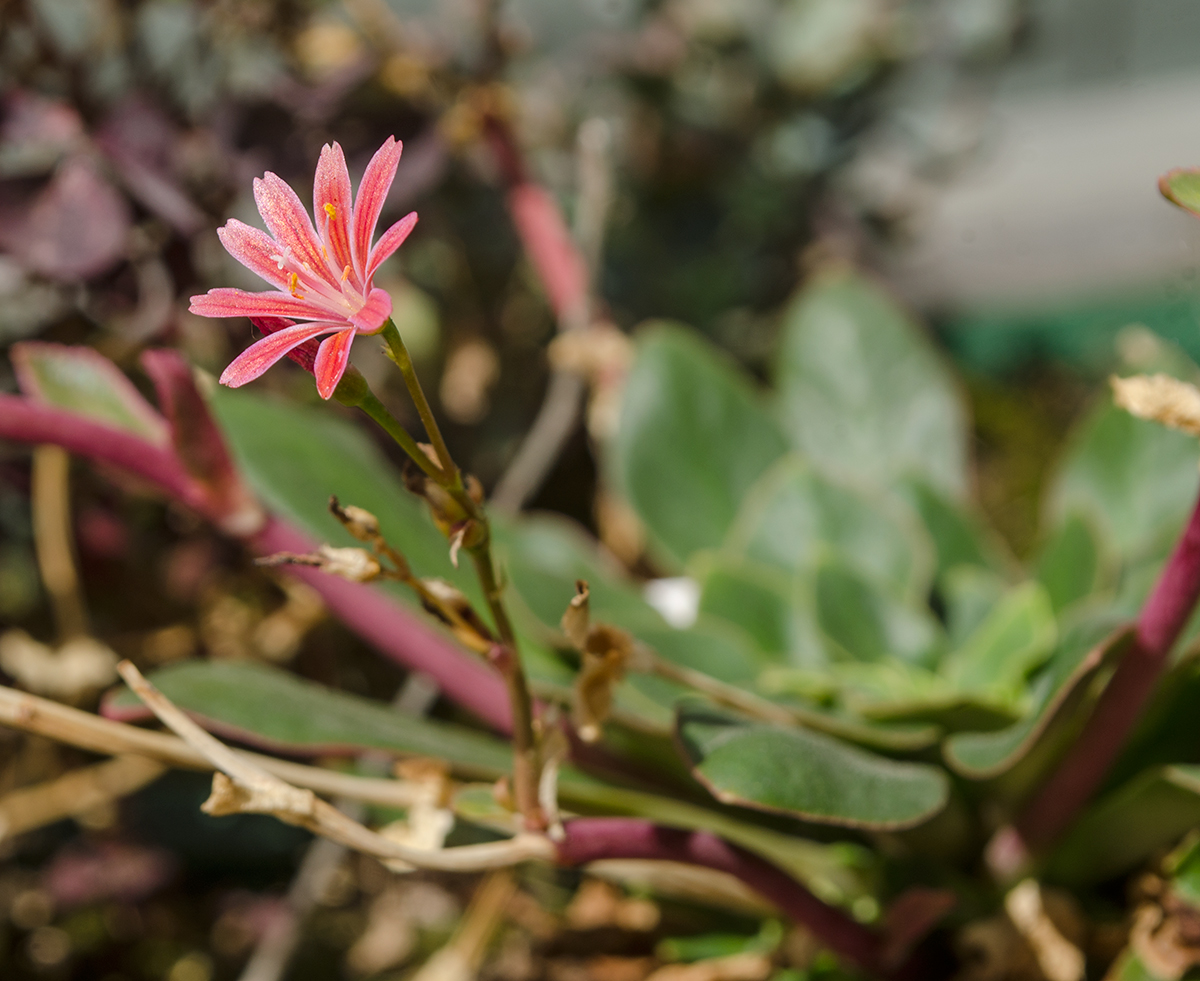 Image of Lewisia cotyledon specimen.