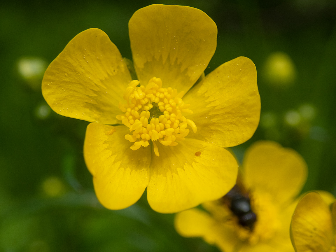 Image of Ranunculus acris specimen.