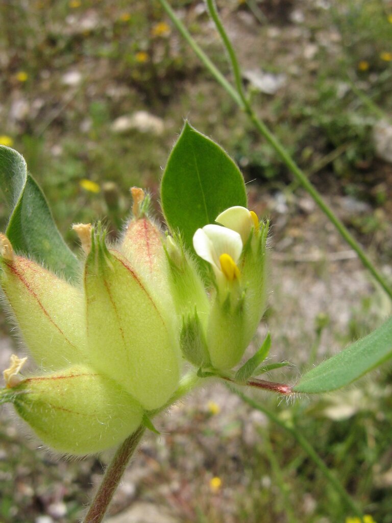 Image of Tripodion tetraphyllum specimen.