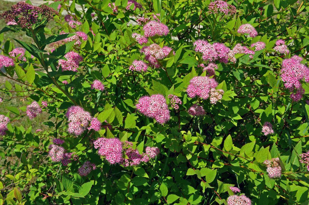 Изображение особи Spiraea japonica.