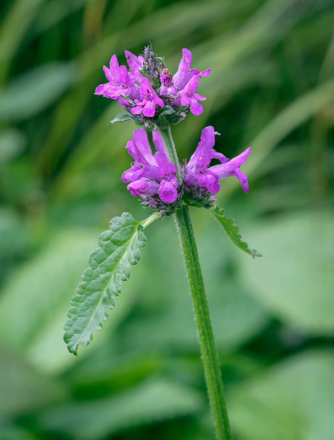 Изображение особи Betonica officinalis.