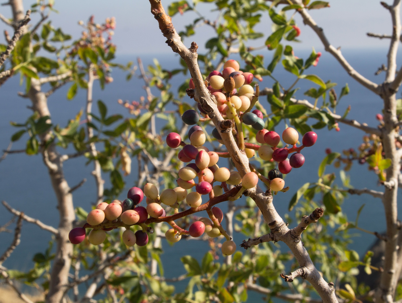 Image of Pistacia mutica specimen.