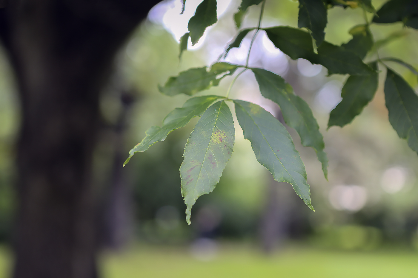 Изображение особи Fraxinus excelsior.