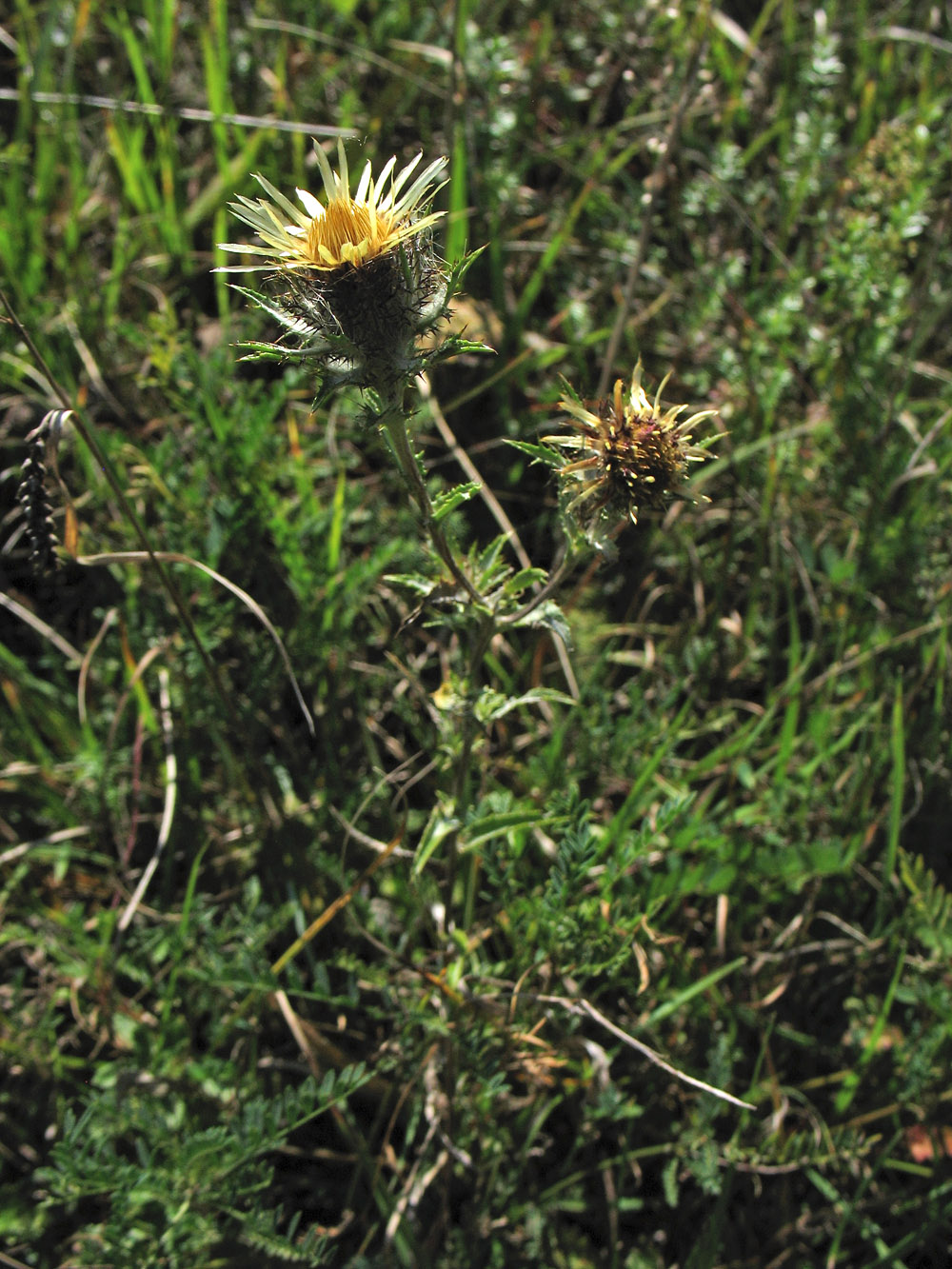 Изображение особи Carlina intermedia.