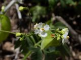 Cardiospermum halicacabum