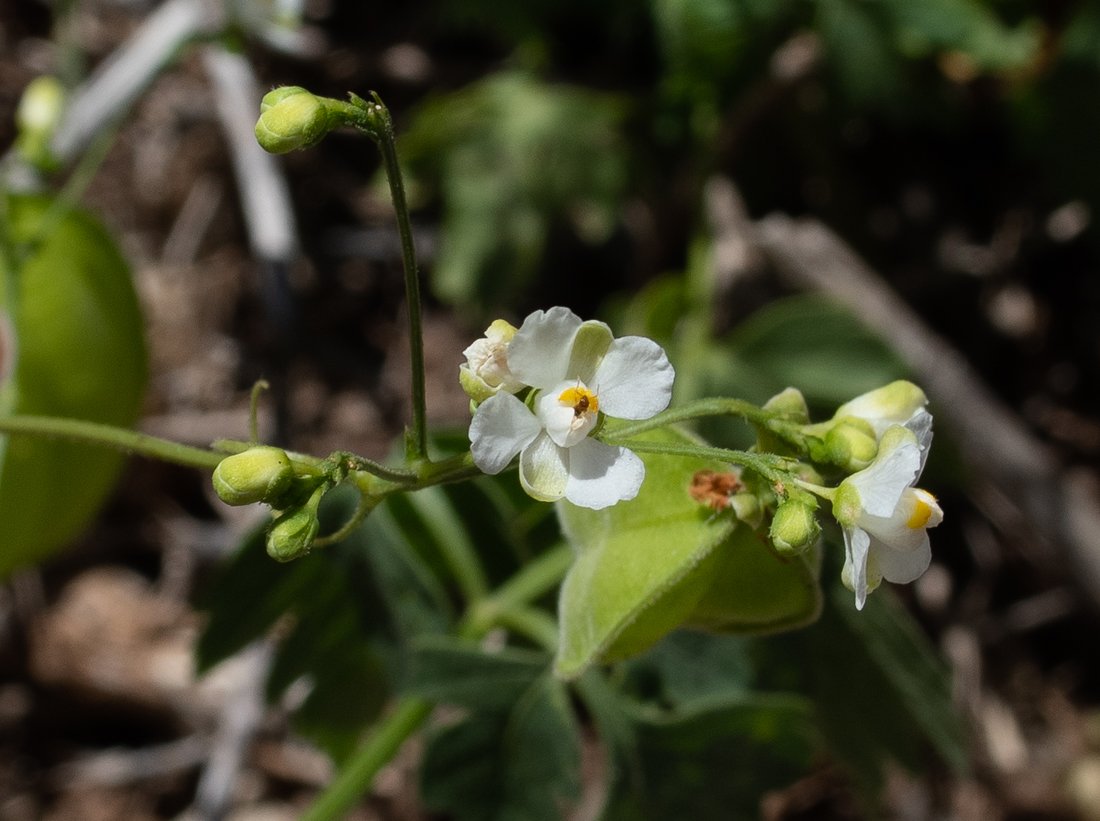 Изображение особи Cardiospermum halicacabum.