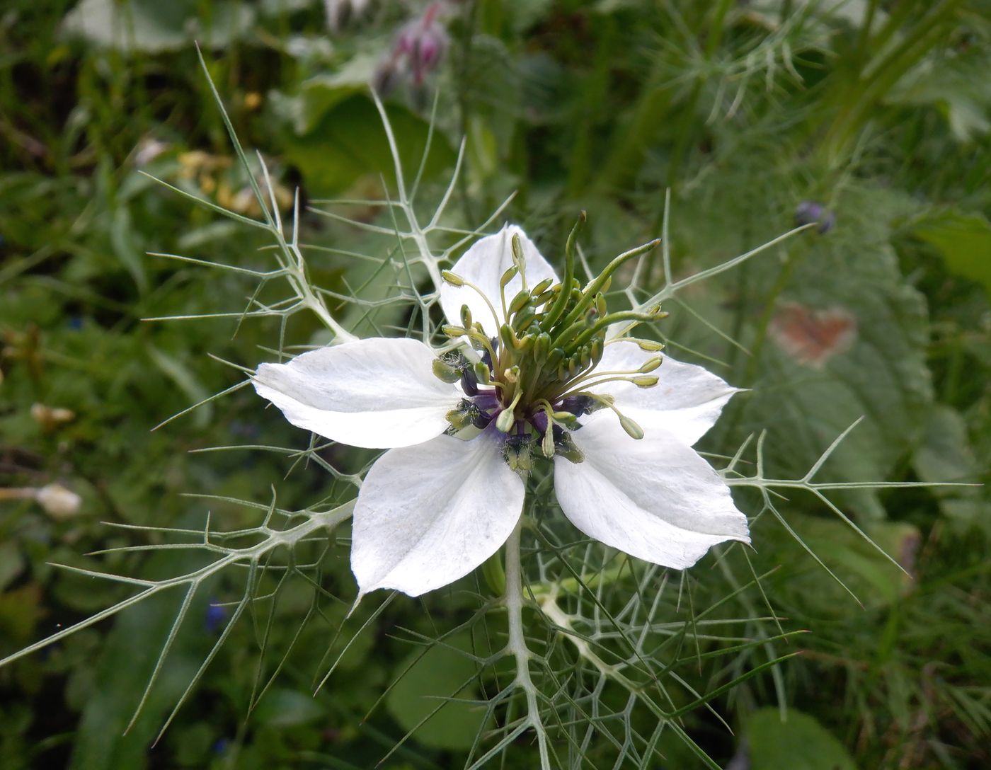 Image of Nigella damascena specimen.