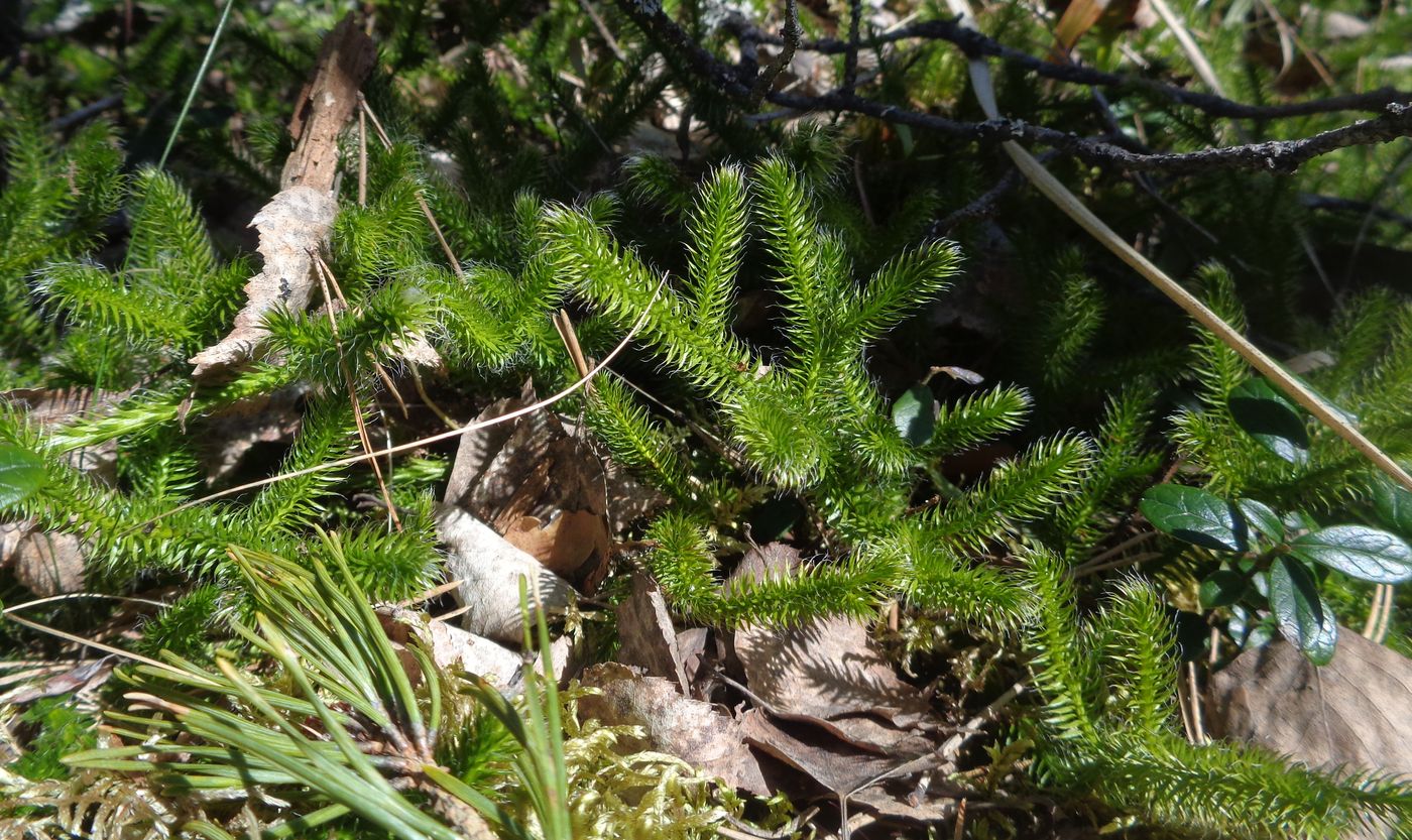 Image of Lycopodium clavatum specimen.