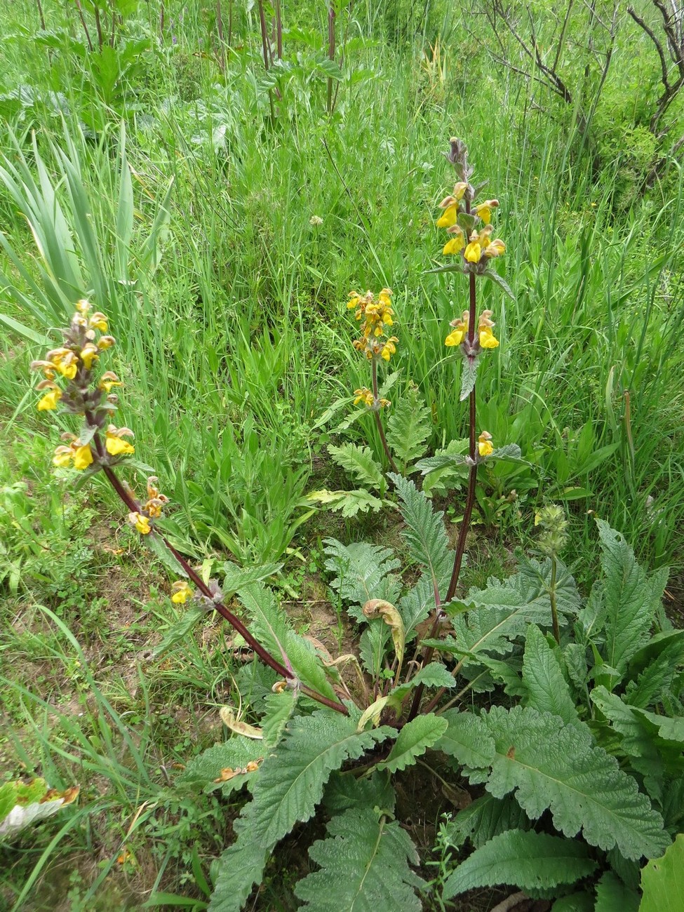 Image of Phlomoides sarawschanica specimen.