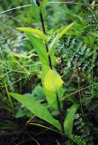 Campanula bononiensis. Часть побега со средними стеблевыми листьями. Республика Алтай, Шебалинский р-н, южный макросклон г. Соловковая, луг на высоте около 750 м н.у.м. 28.07.2010.