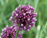 Allium rotundum