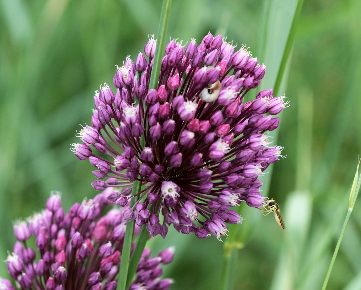 Изображение особи Allium rotundum.